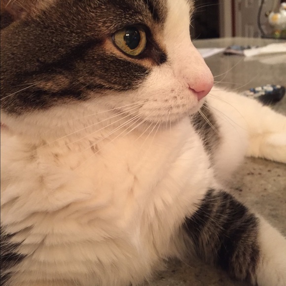 sweet boy went to heaven 😭😭😭 - Picture 2 of 5